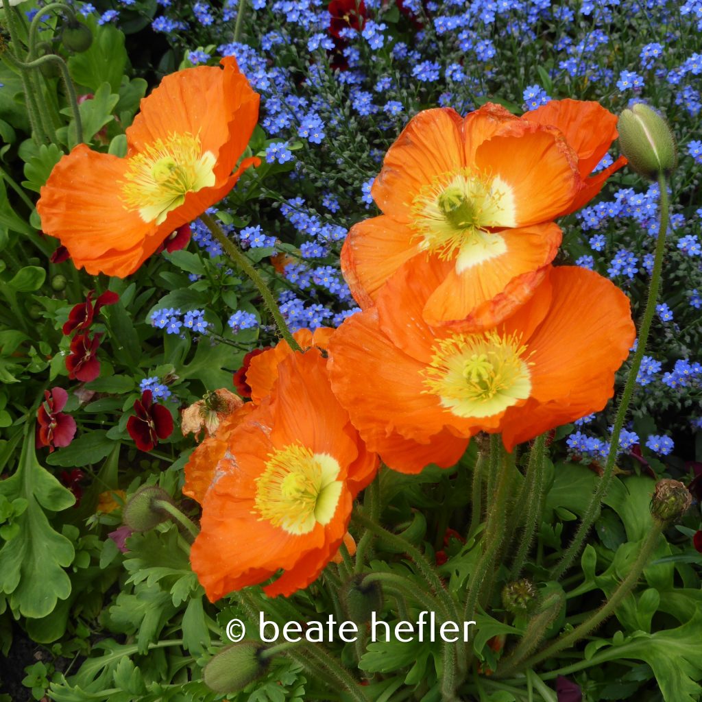 blumenbeet (c) by beate hefler