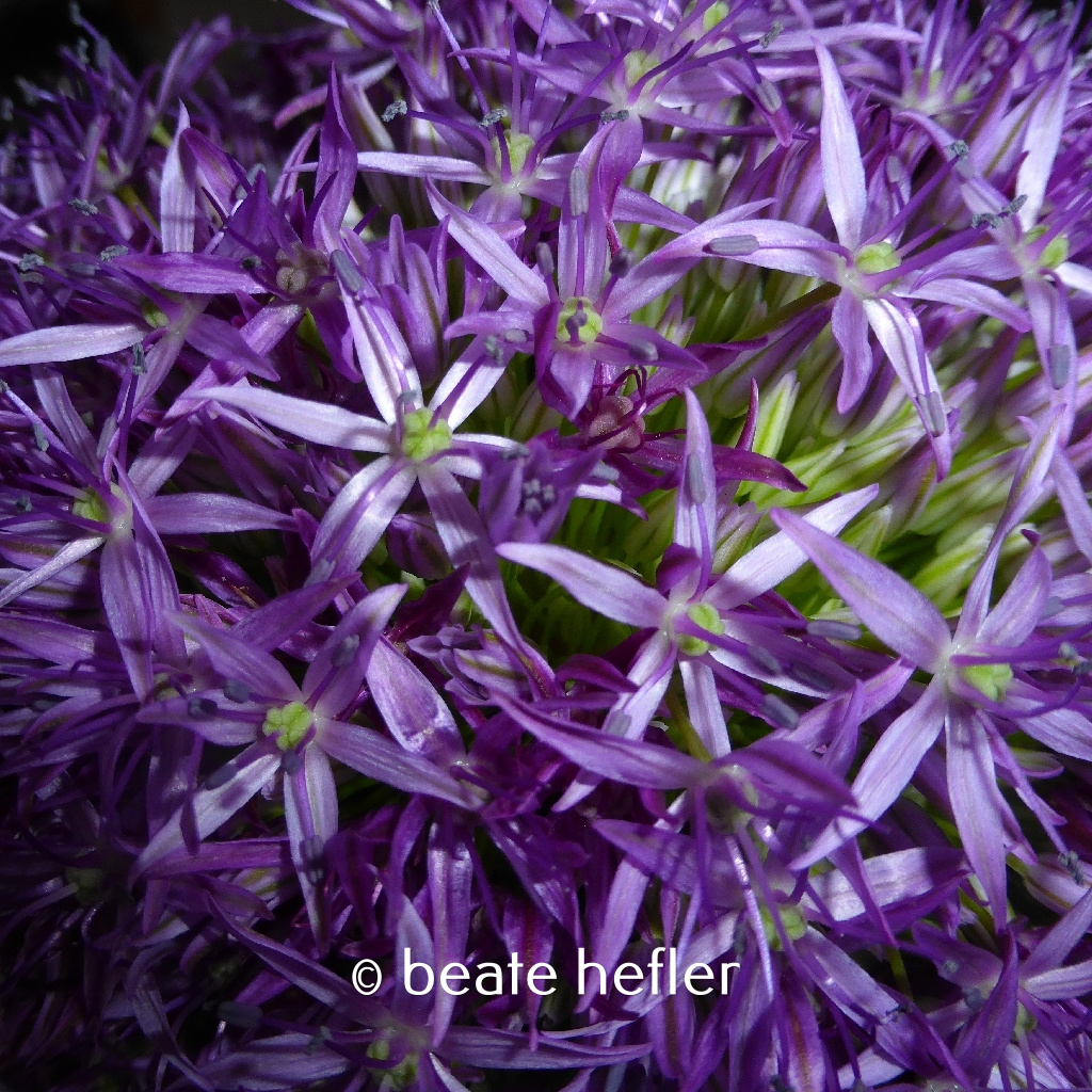 schnittlauchblüte (c) by beate hefler