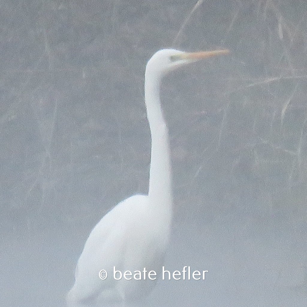 silberreiher (c) by beate hefler