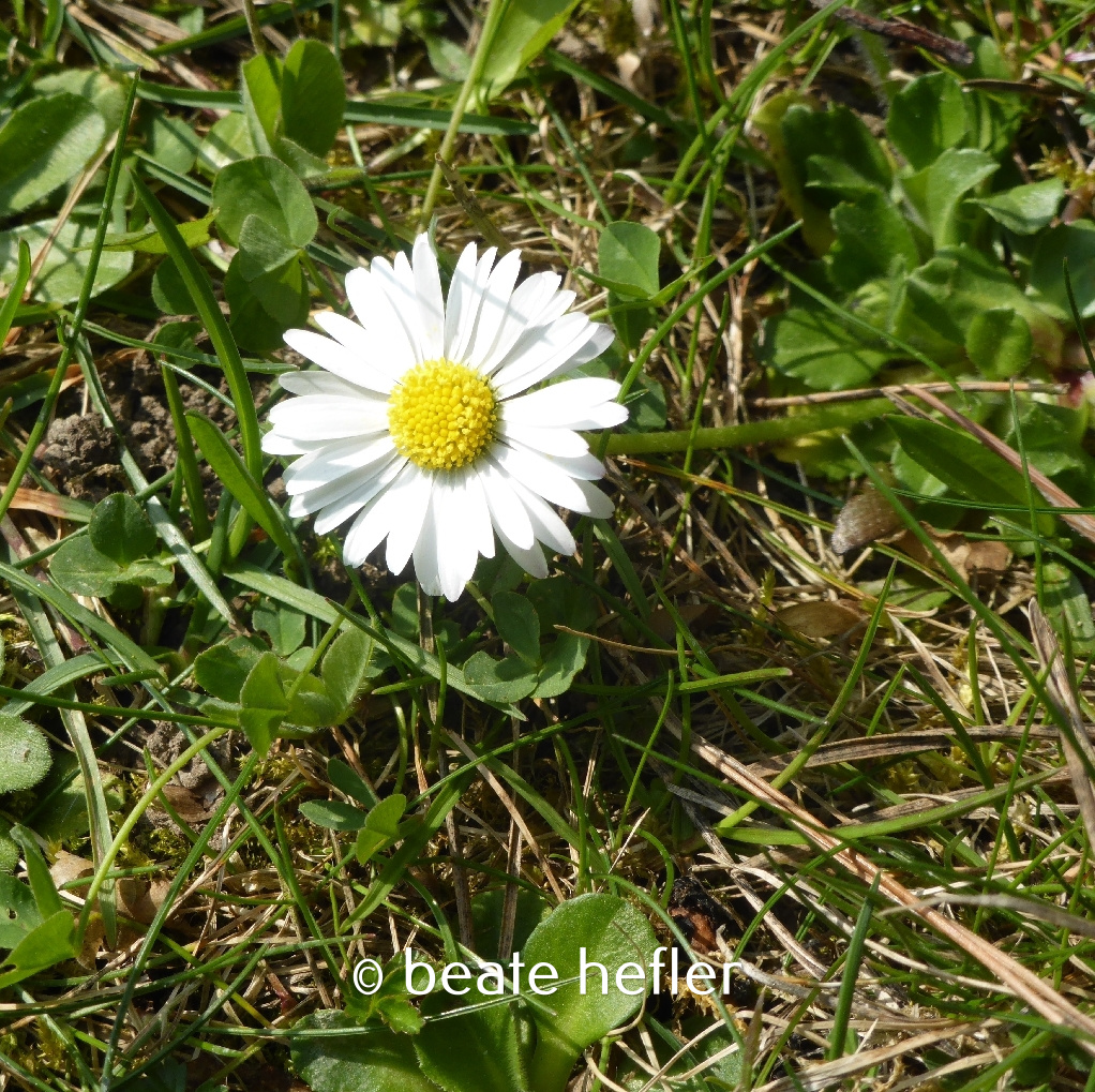 gänseblümchen (c) by beate hefler