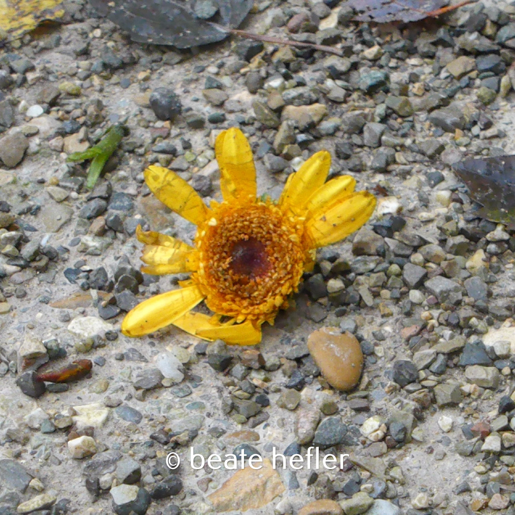 blüte (c) by beate hefler