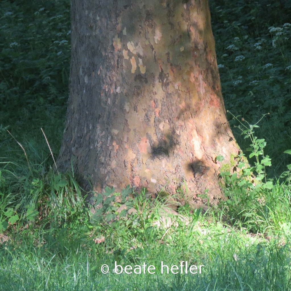 baum (c) by beate hefler