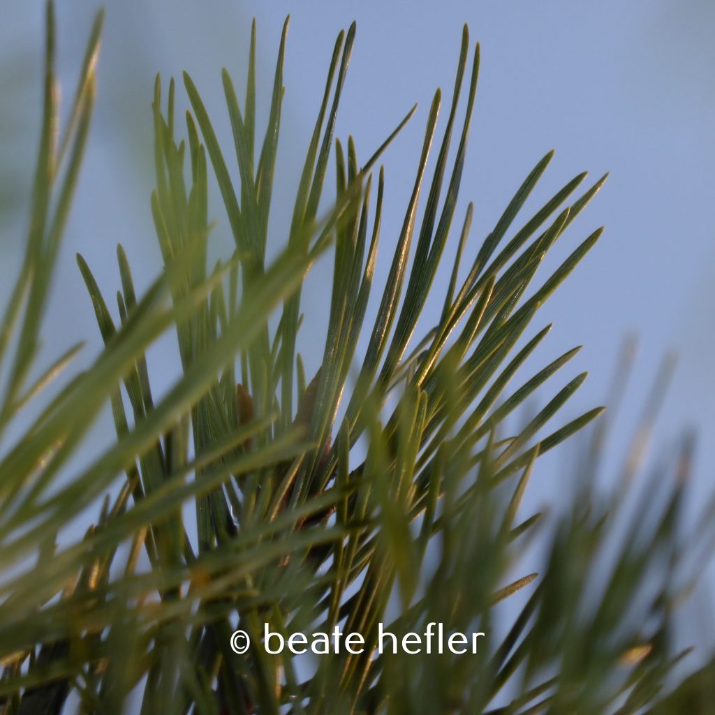 nadeln (c) by beate hefler