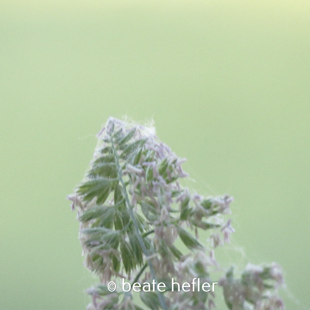 blüte (c) by beate hefler