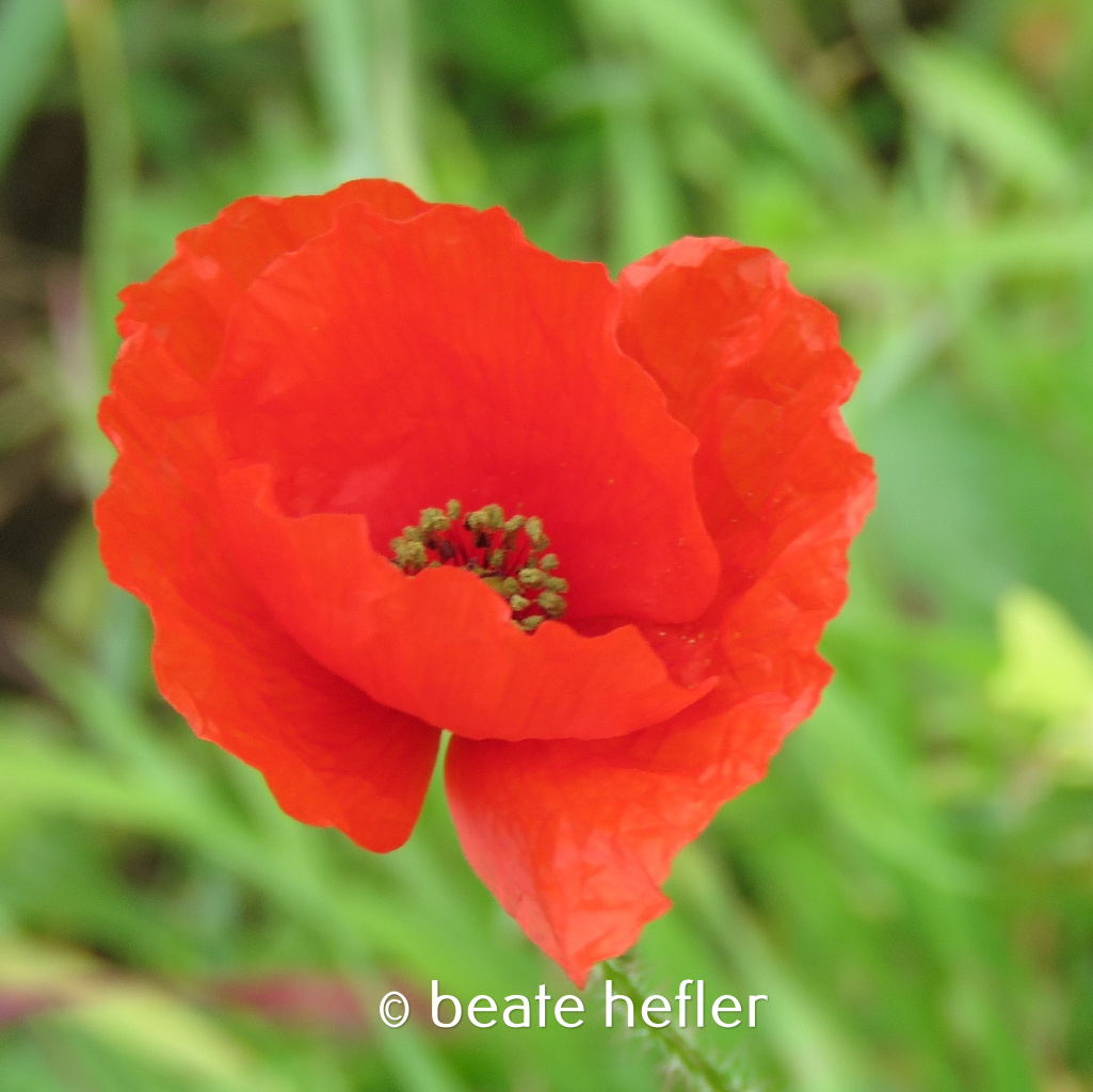 mohnblume (c) by beate hefler