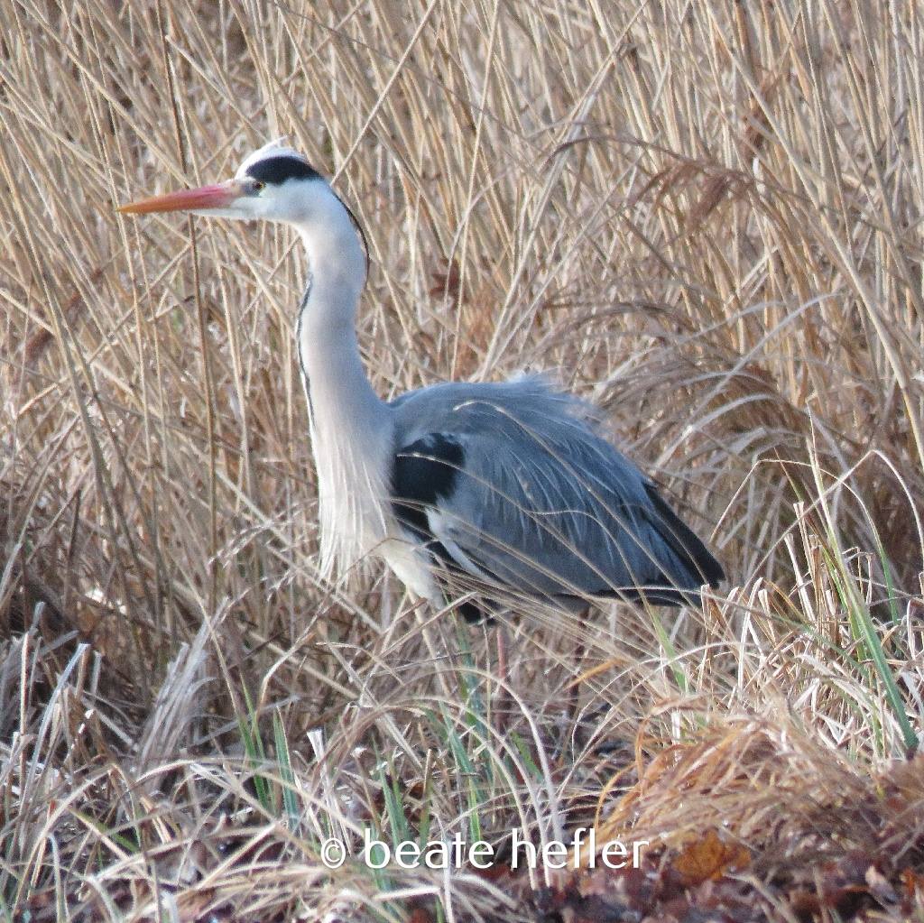 graureiher (c) by beate hefler