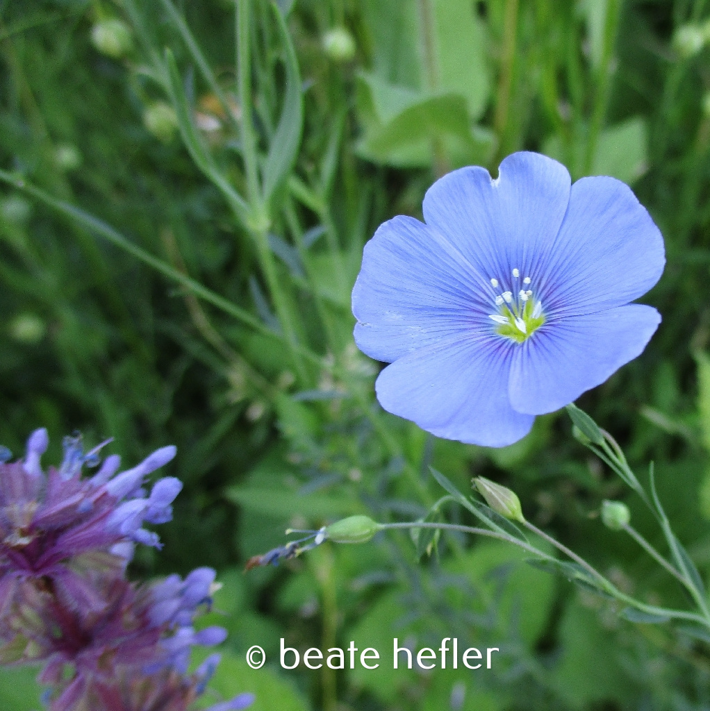 blüte (c) by beate hefler