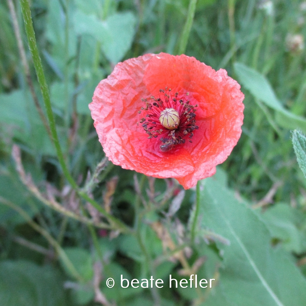 mohnblume (c) by beate hefler