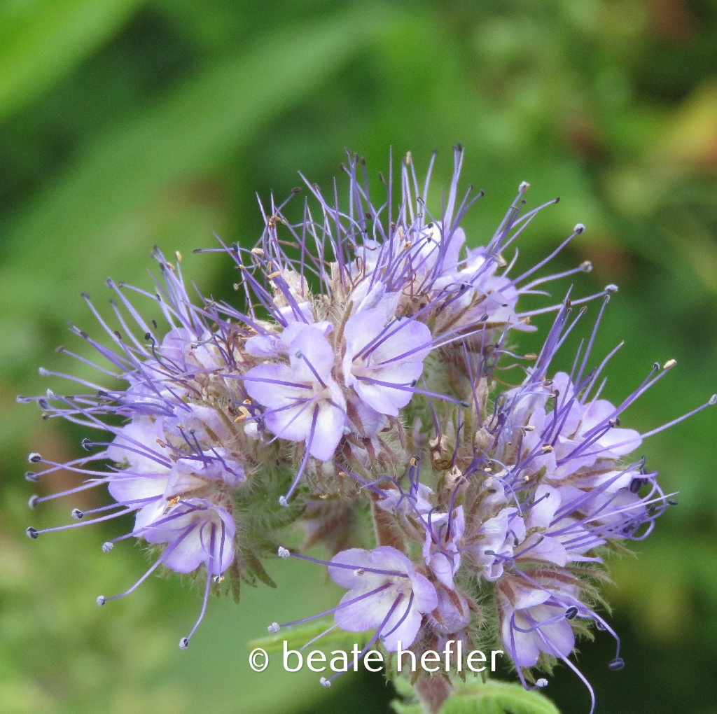 blüte (c) by beate hefler