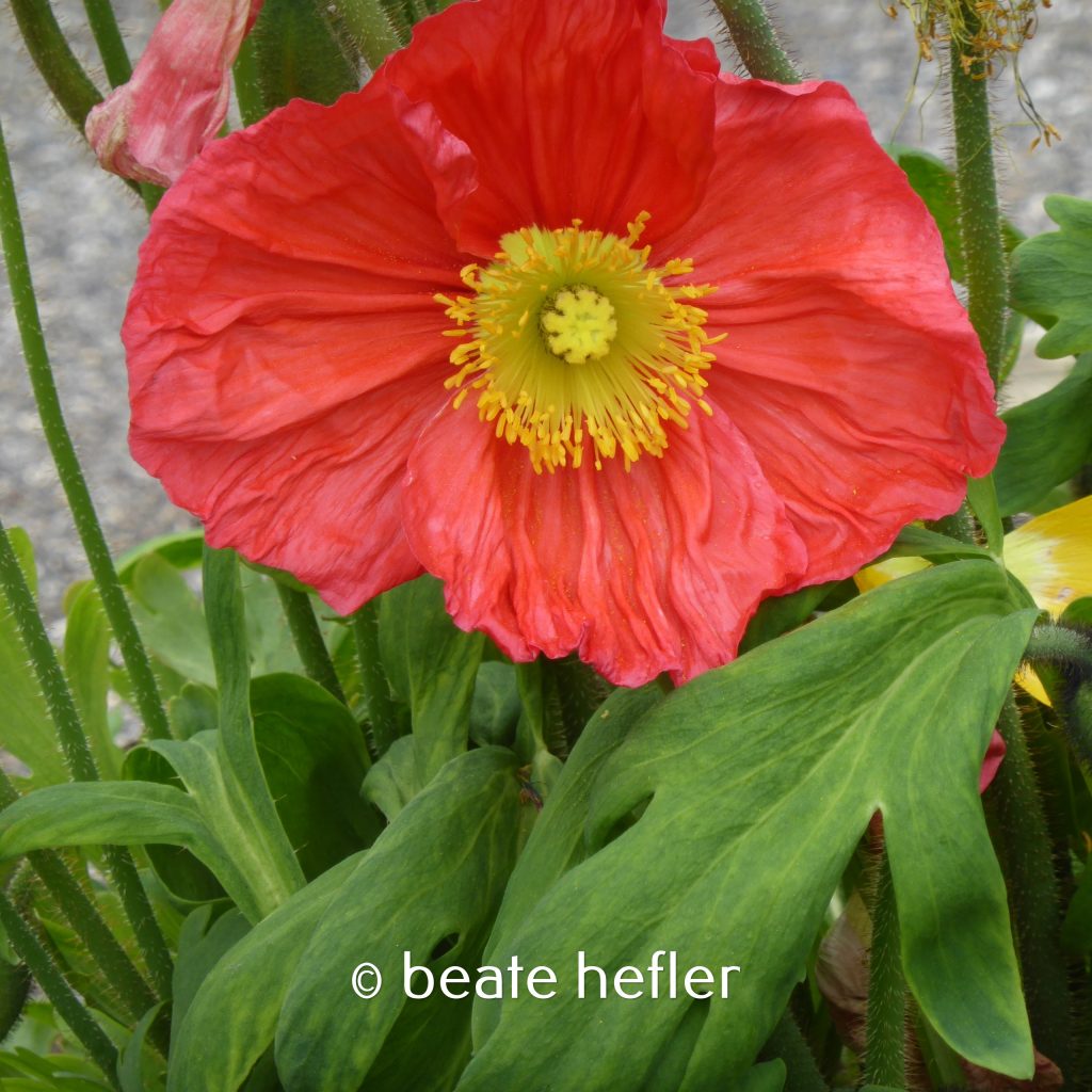blume (c) by beate hefler
