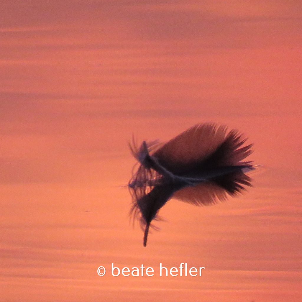 feder (c) by beate hefler