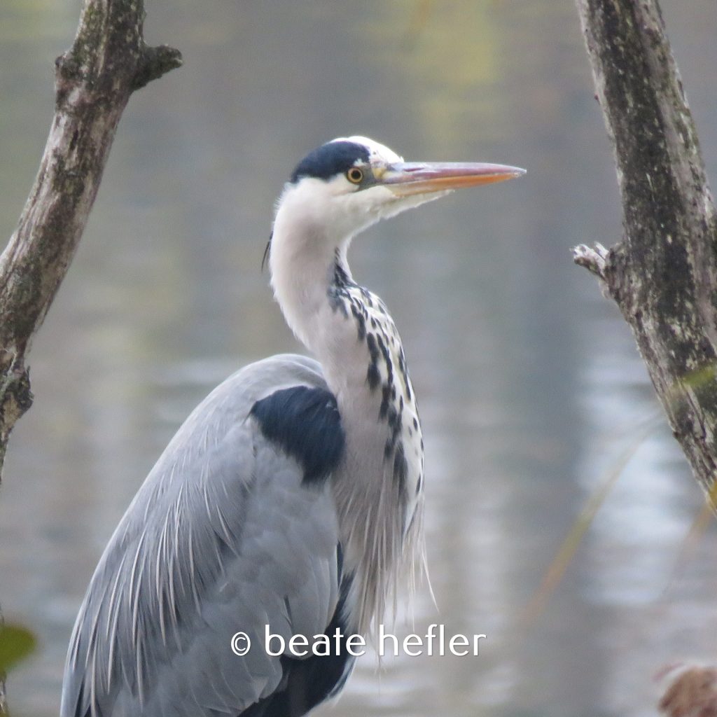 graureiher (c) by beate hefler
