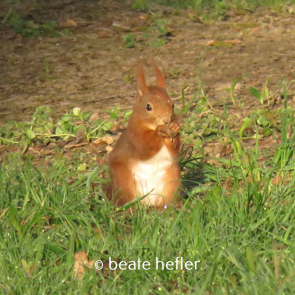 eichhörnchen (c) by beate hefler