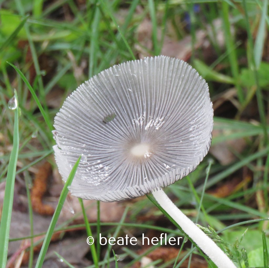 pilz (c) by beate hefler