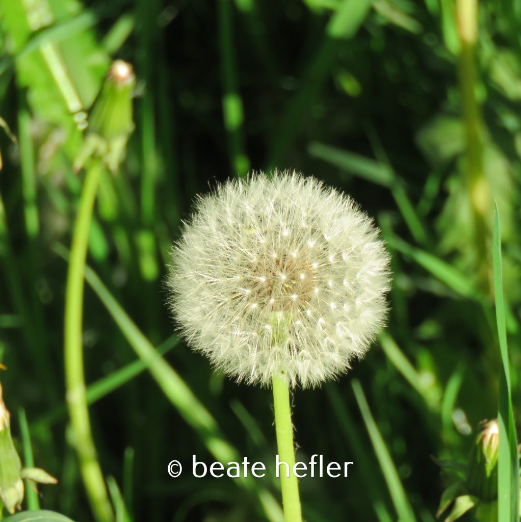pusteblume (c) by beate hefler