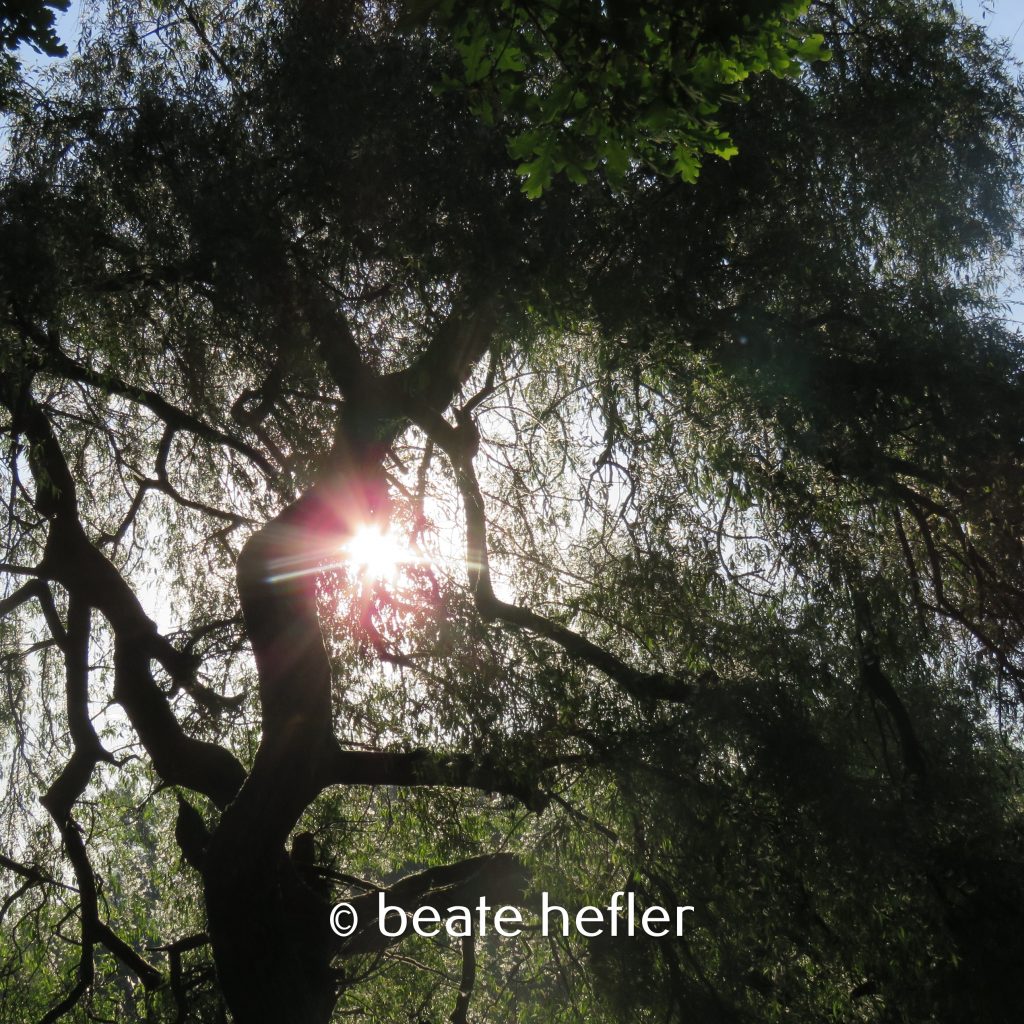 weide (c) by beate hefler