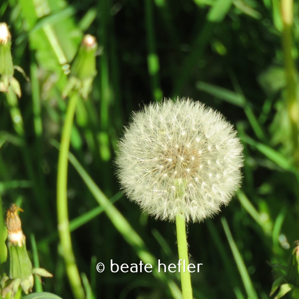 pusteblume (c) by beate hefler