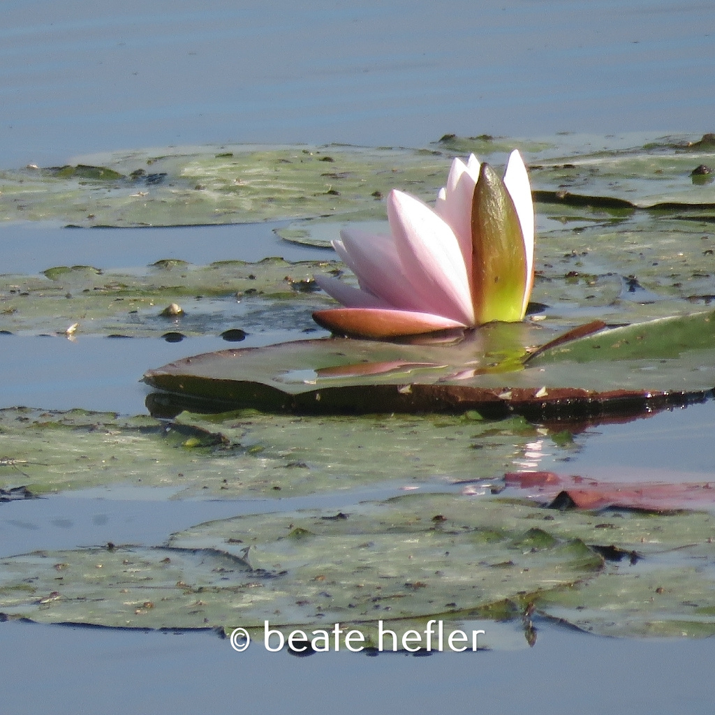 seerose (c) by beate hefler