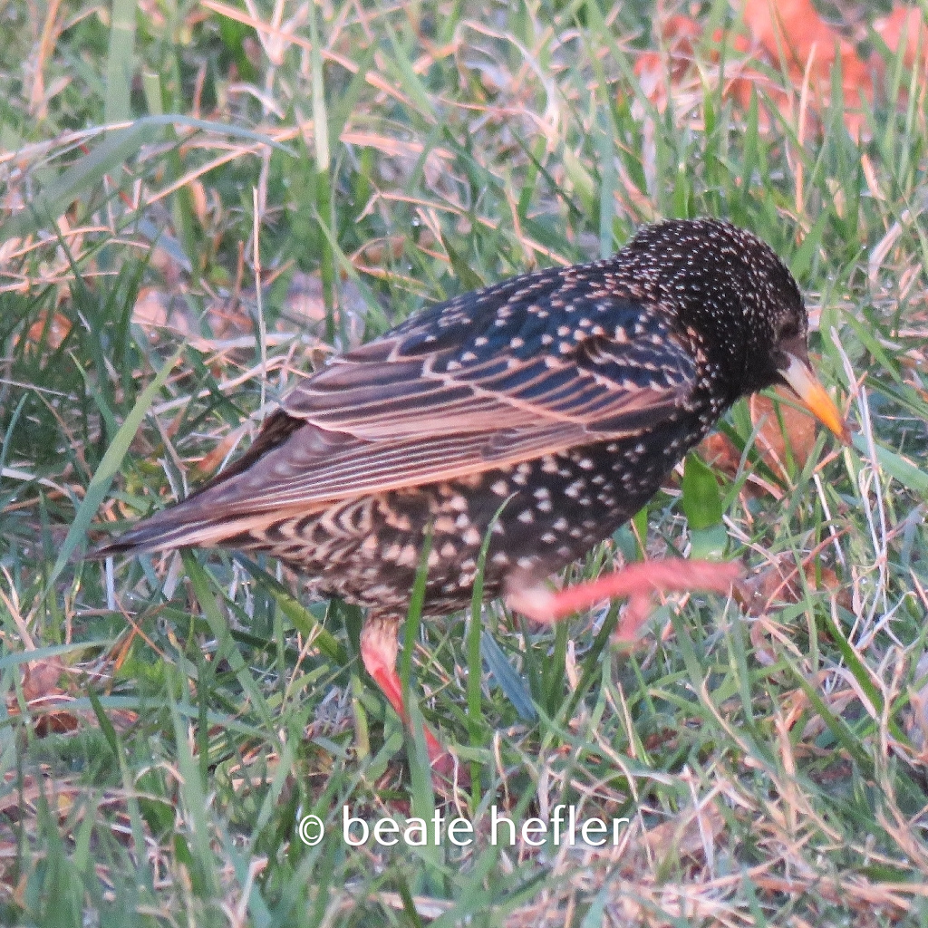 star (c) by beate hefler