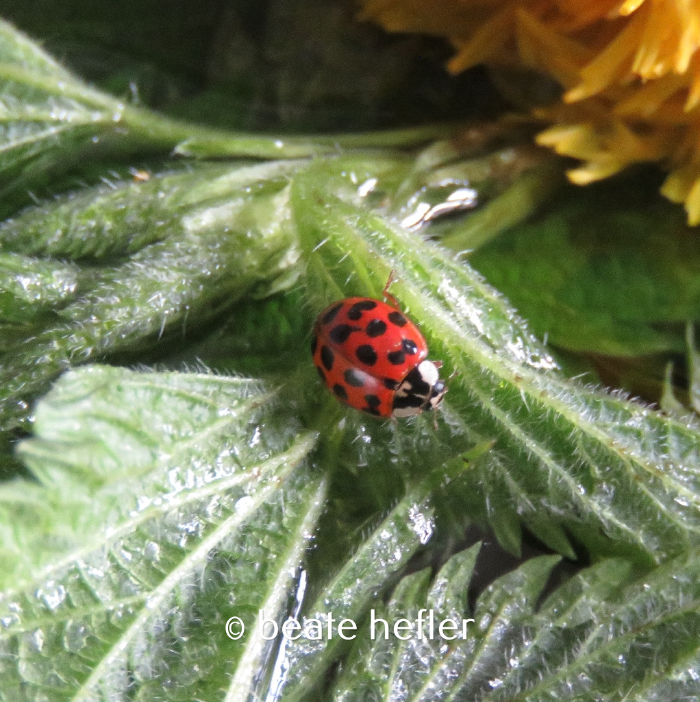 marienkäfer (c) by beate hefler