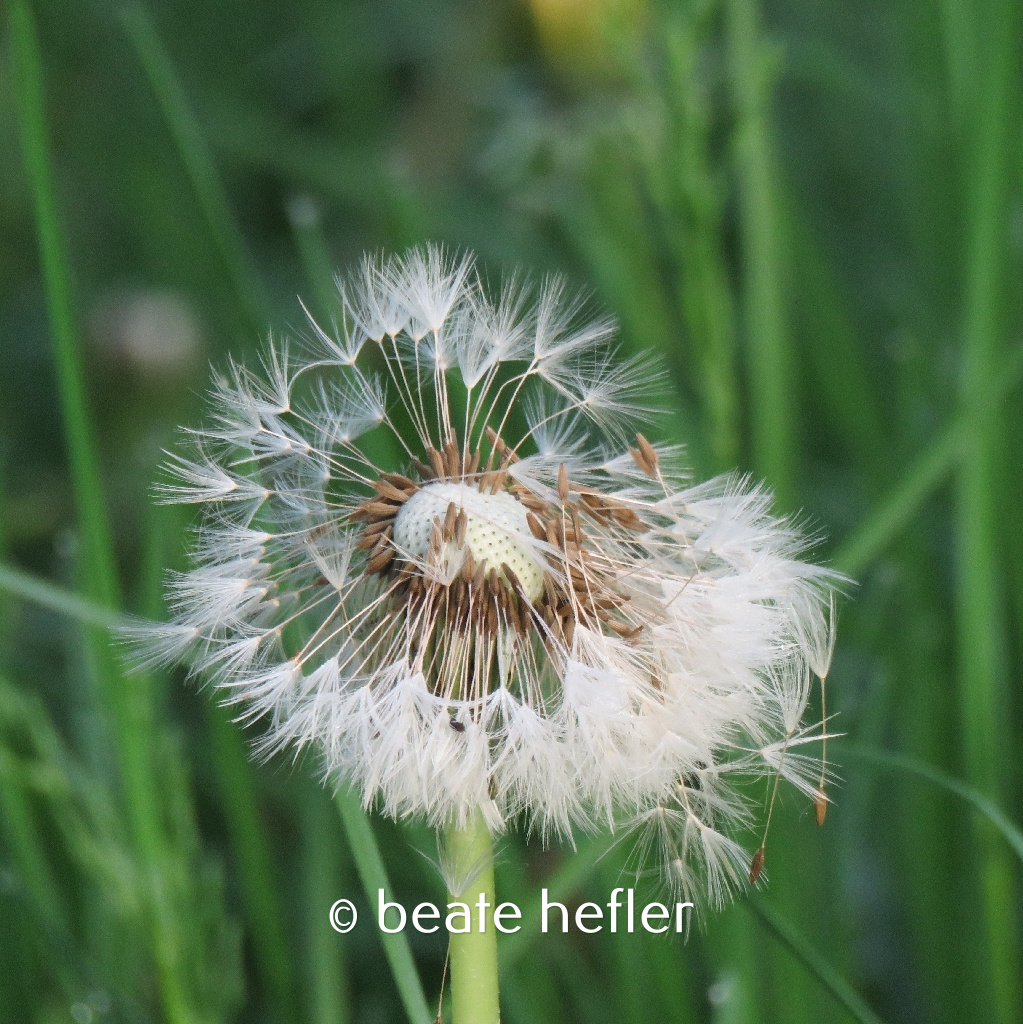 pusteblume (c) by beate hefler
