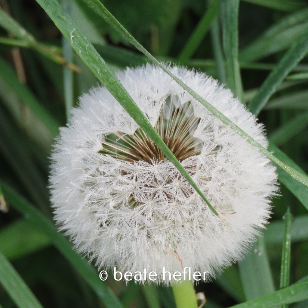 pusteblume (c) by beate hefler