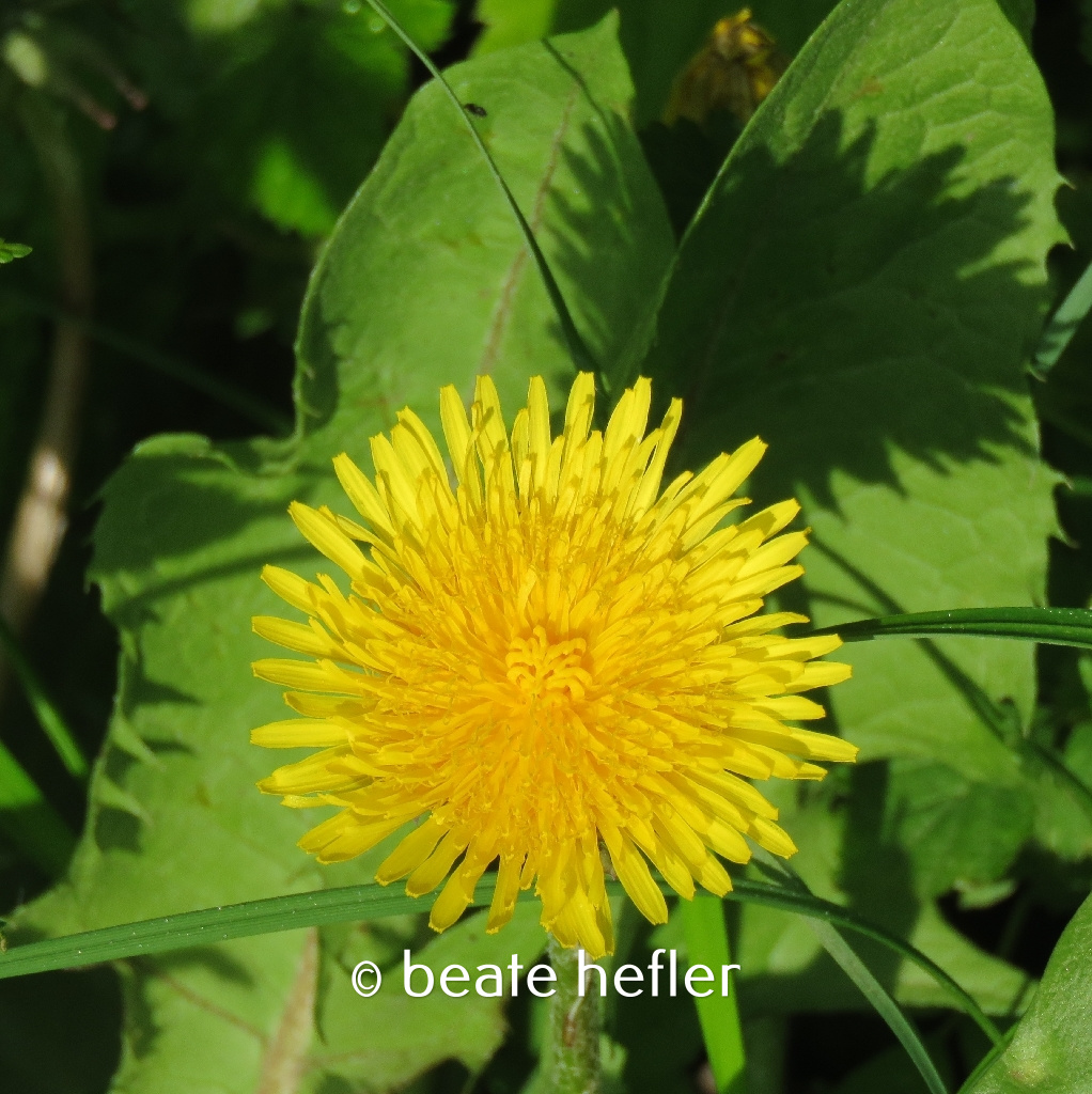 löwenzahn (c) by beate hefler