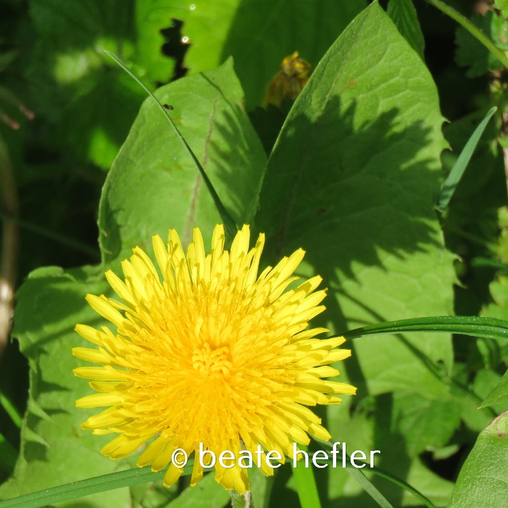 löwenzahn (c) by beate hefler