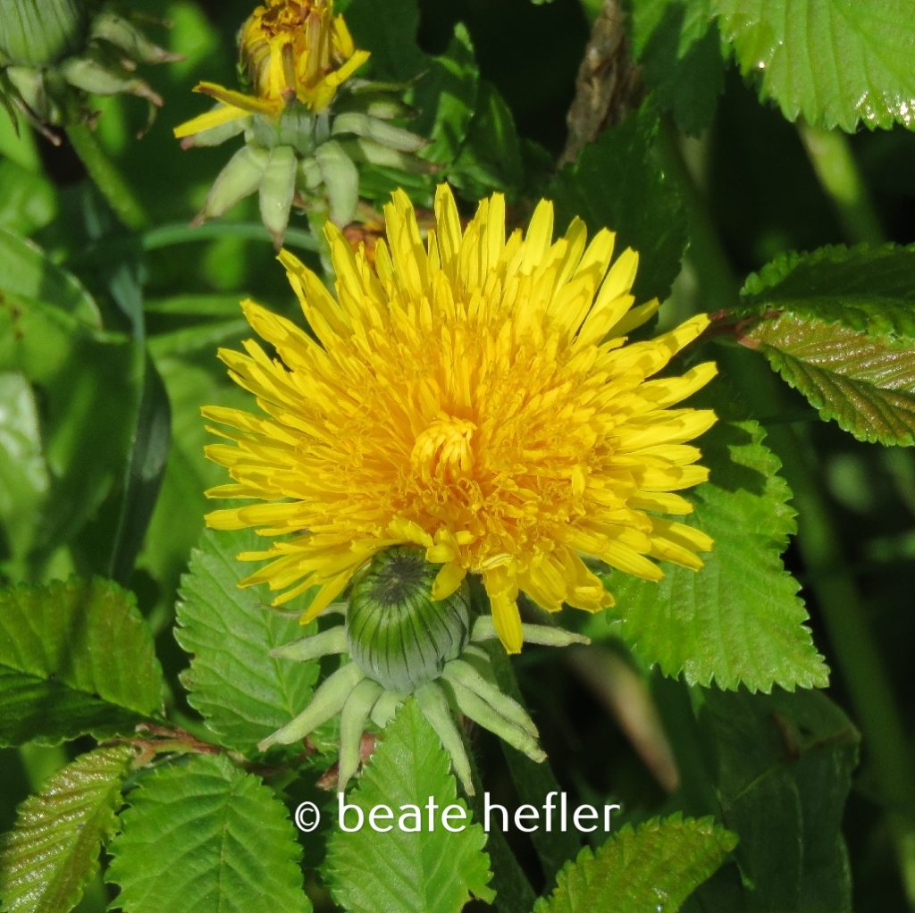 löwenzahn (c) by beate hefler