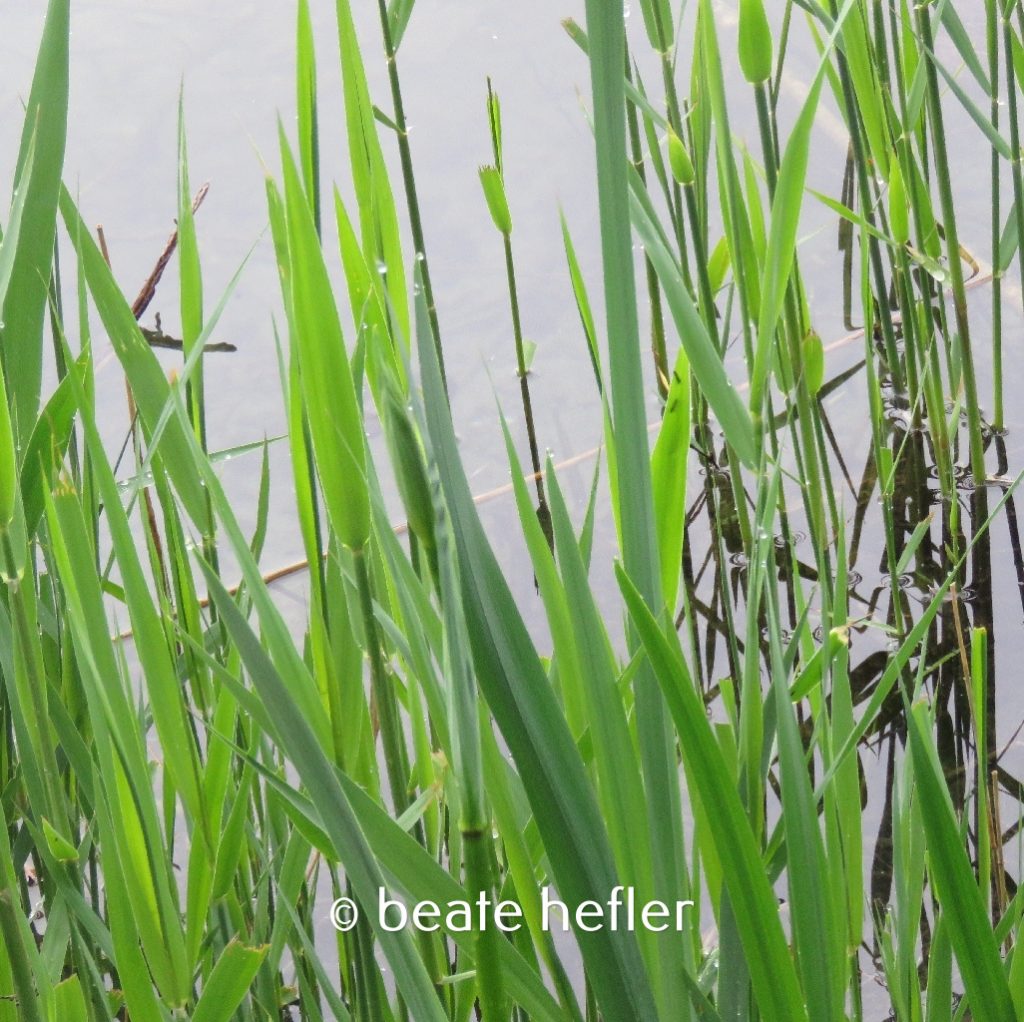 halme (c) by beate hefler