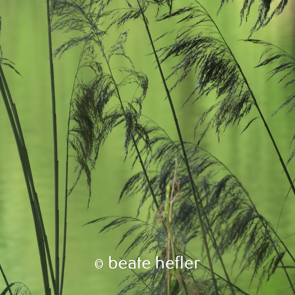 grün (c) by beate hefler