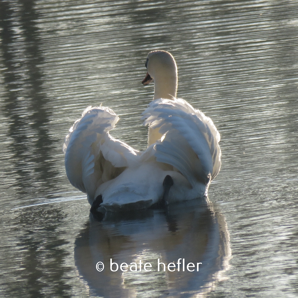 schwan (c) by beate hefler