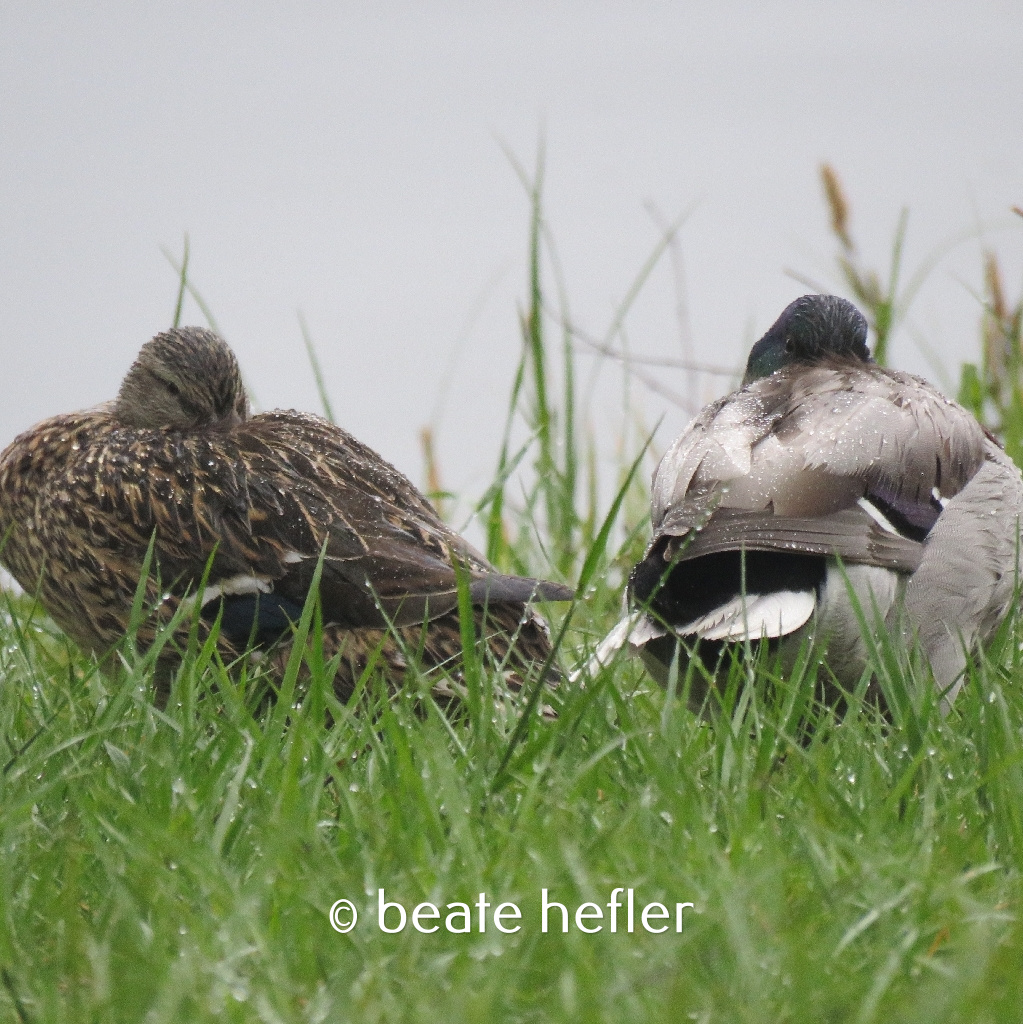 enten (c) by beate hefler