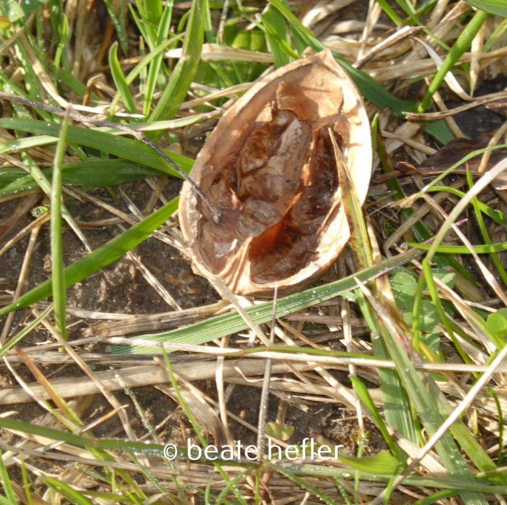 walnussschale (c) by beate hefler